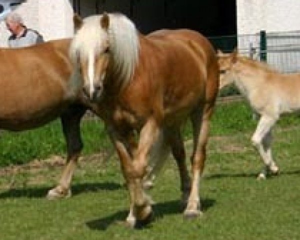 horse Mia Luna vom Eulental (Haflinger, 2002, from Alaska)