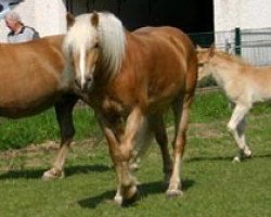 horse Mia Luna vom Eulental (Haflinger, 2002, from Alaska)