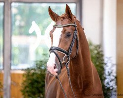 dressage horse Zazoom (Hanoverian, 2018, from Zoom)