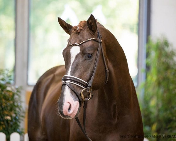 stallion Zuriel (Hanoverian, 2018, from Zoom)