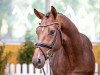 stallion Zakaria (Hanoverian, 2018, from Zoom)