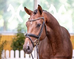 stallion Zakaria (Hanoverian, 2018, from Zoom 8)