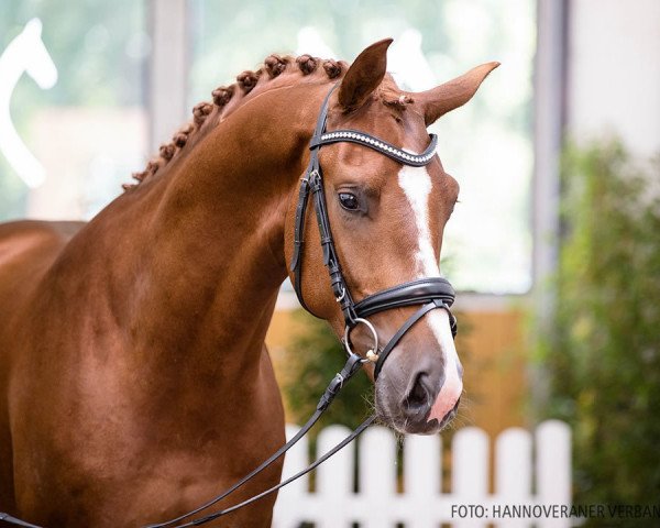 dressage horse Vollmond O (Hanoverian, 2018, from Vitalis)