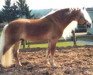 stallion Admont (Haflinger, 1992, from Alpha)