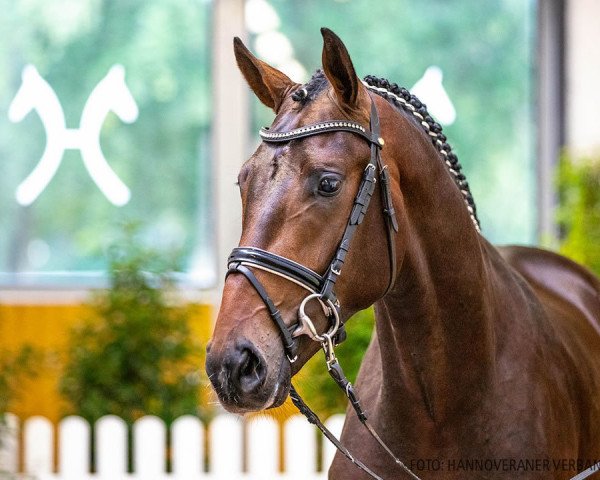 dressage horse Sir Jos (Hanoverian, 2018, from Secret)