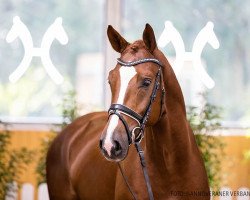 dressage horse Quandio (Hannoveraner, 2018, from Quando Unico FRH)