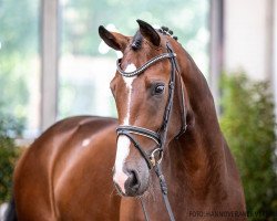 stallion Dönhoff (Hanoverian, 2018, from Diamond Hit)