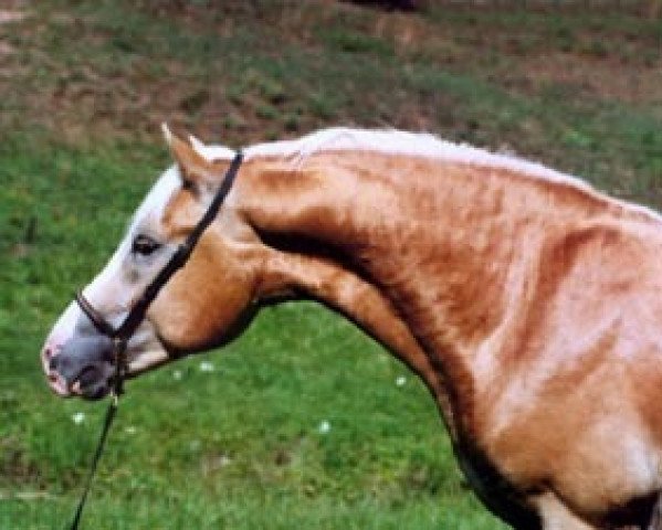 horse Assur vom Eulental (Haflinger, 2001, from Admont)