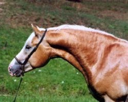 Pferd Assur vom Eulental (Haflinger, 2001, von Admont)