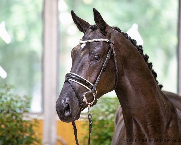 stallion Hengst von De Niro Gold / Laurent (Hanoverian, 2018, from De Niro Gold 3)