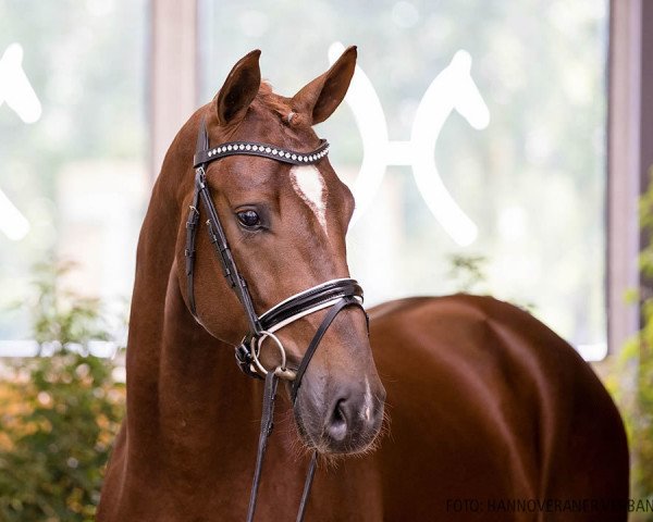 stallion Hengst von De Beau / Lord Loxley (Rhinelander, 2018, from De Beau)