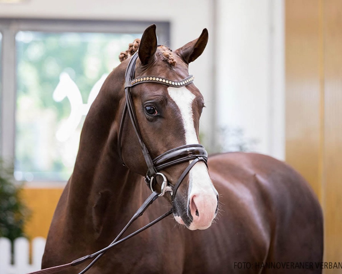 stallion Sky (Hanoverian, 2018, from Sezuan)