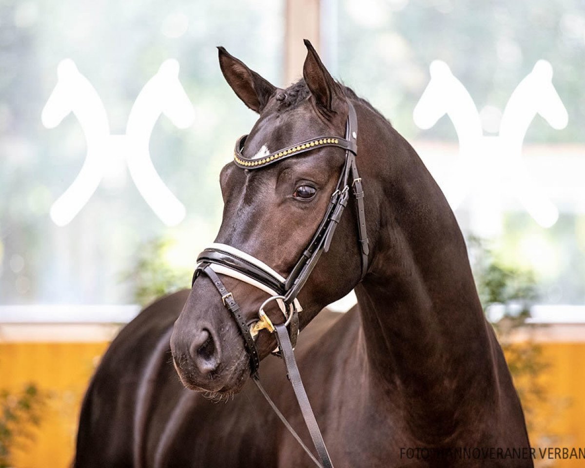 stallion Sylvester Stallone (Hanoverian, 2018, from Secret)
