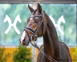 stallion Salissimo (Hanoverian, 2018, from Secret)