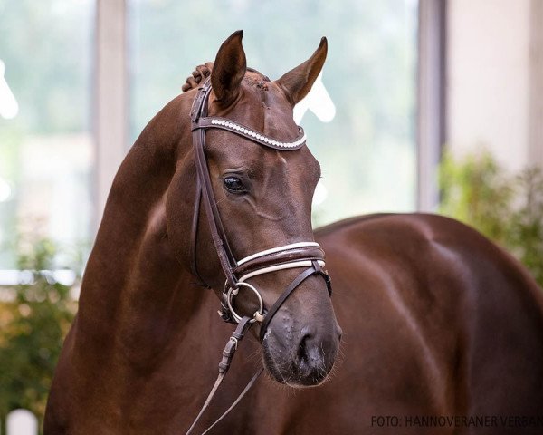 stallion Rom (Hanoverian, 2018, from Revolution)