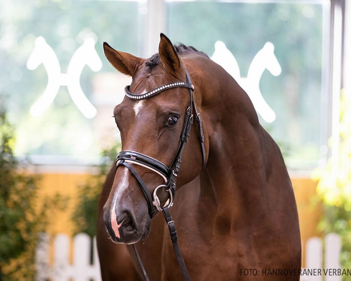 stallion Democracy (Hanoverian, 2018, from Gut Wettlkam's D'avie FRH)