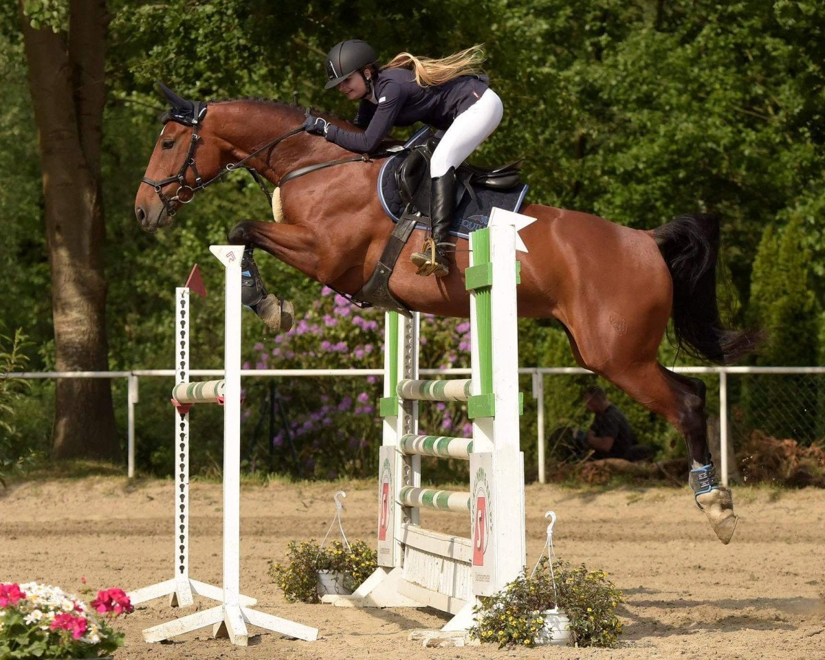 broodmare Barca 5 (Westphalian, 2010, from Belissimo NRW)