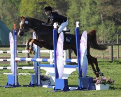 jumper Timmy 145 (German Riding Pony, 2005, from Tobruk EAO)