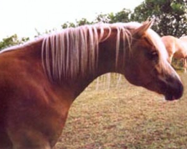 horse Mino vom Eulental (Haflinger, 1997, from Milano)