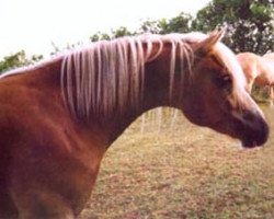 Pferd Mino vom Eulental (Haflinger, 1997, von Milano)