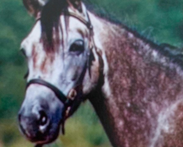 Zuchtstute Frankenhoeh's Mona Lisa (Welsh Pony (Sek.B), 2000, von Bonsay)