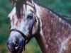 broodmare Frankenhoeh's Mona Lisa (Welsh-Pony (Section B), 2000, from Bonsay)