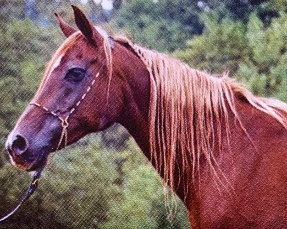 broodmare Kibriya B.B.El Shaklan ox (Arabian purebred, 1987, from Kauri ox)