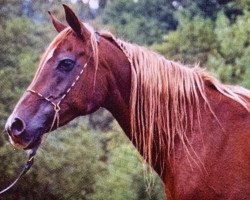 broodmare Kibriya B.B.El Shaklan ox (Arabian thoroughbred, 1987, from Kauri ox)