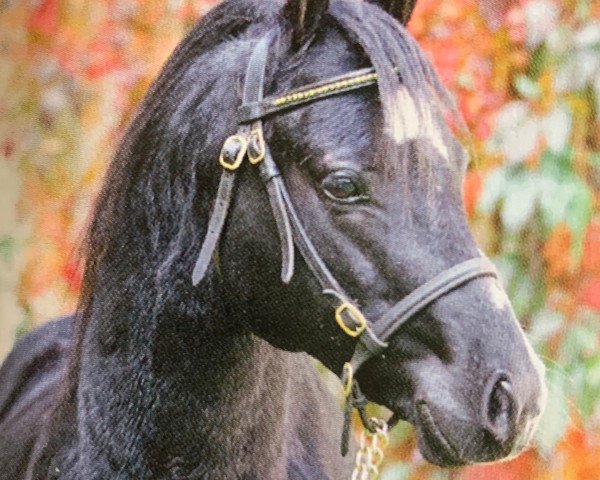 Deckhengst Tijd Vlijt's Amadeous (Welsh Pony (Sek.B), 2002, von Tijd Vliejdt's Survival)