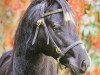 stallion Tijd Vlijt's Amadeous (Welsh-Pony (Section B), 2002, from Tijd Vliejdt's Survival)