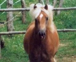 Pferd Marino vom Eulental (Haflinger, 1995, von Milano)