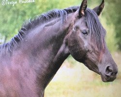 broodmare Frankenhoeh's Komtessa (German Riding Pony, 2003, from Kimber)