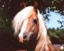 stallion Milano (Haflinger, 1987, from Magier)