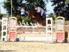 jumper Nougat Nancy (Oldenburg show jumper, 2014, from Numero Uno)