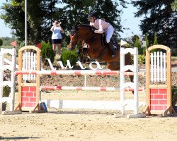 jumper Nougat Nancy (Oldenburg show jumper, 2014, from Numero Uno)