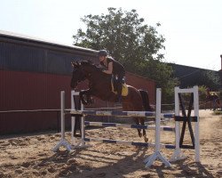 jumper Bella Belissima 3 (Hanoverian, 2010, from Belissimo NRW)