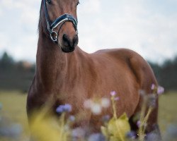 Dressurpferd Coconut's Charming King (Deutsches Reitpony, 2016, von FS Coconut Dream)