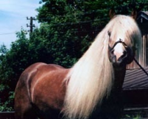 Pferd Alibaba vom Eulental (Haflinger, 1991, von Atoll)