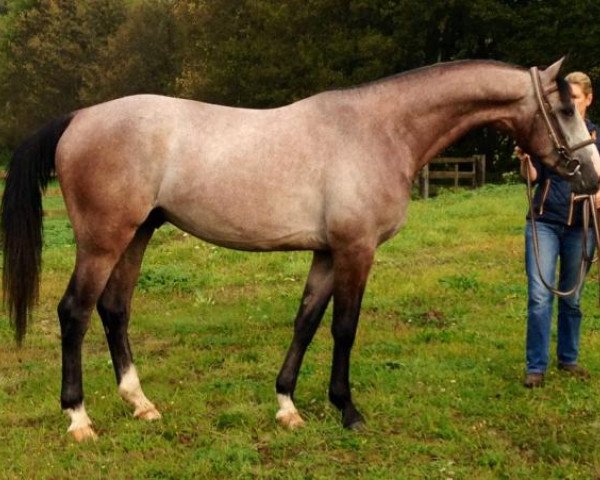 stallion Barachiel d'Ouilly (Selle Français, 2011, from Lando)