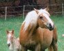 Zuchtstute Melach (Haflinger, 1979, von liz. Wildfang)