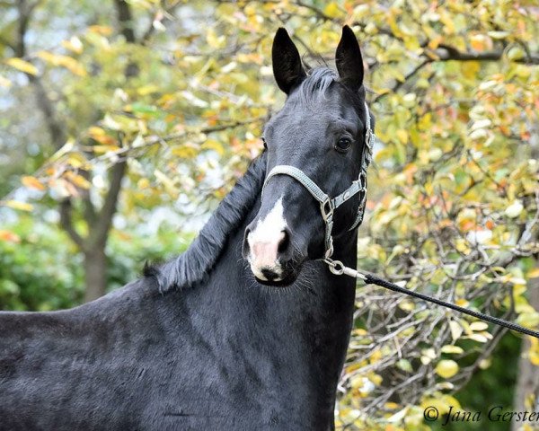 dressage horse Balu Blue (Hanoverian, 2017, from Bon Coeur)