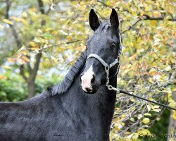 Dressurpferd Balu Blue (Hannoveraner, 2017, von Bon Coeur)