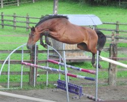 broodmare Briseis D'Ouilly (Selle Français, 2011, from Ugano Sitte)