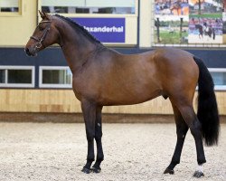 stallion L' Extreme Bh (Selle Français, 2016, from Canturo)