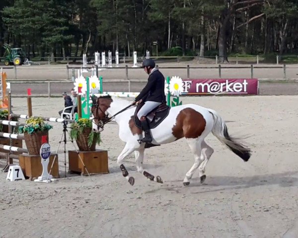 Springpferd Bellini d'Ouilly (Selle Français, 2011, von Stenthor Morinda)