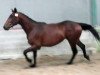 broodmare Vesta D'Ouilly (Selle Français, 2009, from Quality Touch Z)