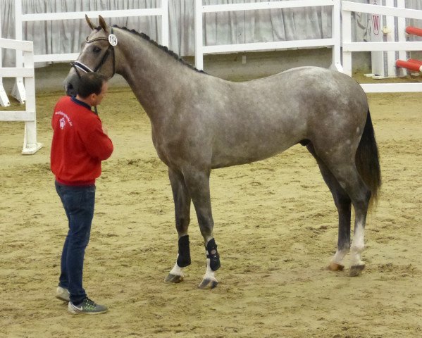 Springpferd King Blue (KWPN (Niederländisches Warmblut), 2015, von Zirocco Blue)