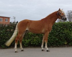 Deckhengst Amazing Star (Haflinger, 2017, von Liz. Alvermann)