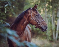 dressage horse Samba Pa Ti 11 (German Sport Horse, 2005, from Samba Hit I)