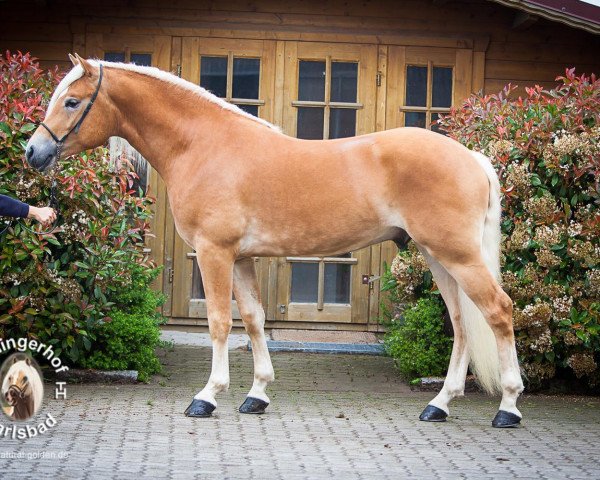 Deckhengst Maxwell 15 (Haflinger, 2015, von Marengo 250)